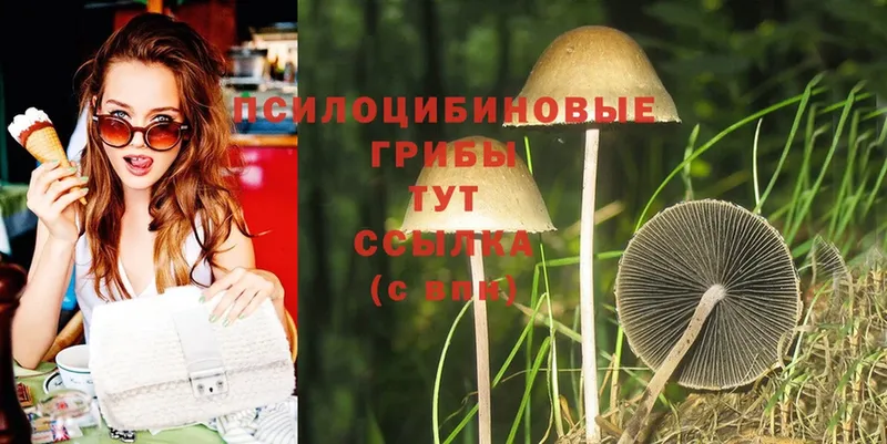 где купить наркоту  Карабаново  Галлюциногенные грибы MAGIC MUSHROOMS 